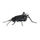 3D Paper Model - Cricket