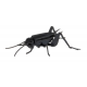 3D Paper Model - Cricket