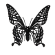 3D Paper Model - Butterfly