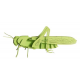 3D Paper Model - Grasshopper