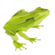 3D Paper Model - Frog
