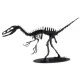 3D Paper Model - Dromaeosaurus