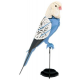 3D Paper Model - Budgerigar