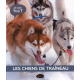 Les chiens de traîneau - Grand Format