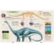 La petite encyclopédie des dinosaures - Questions-Réponses - Album